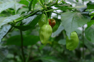 Close up of a green Capsicum chinense chili pepper pod hanging on the branch