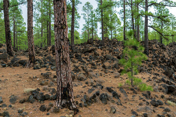 Pinus canariensis trees after being covered in lava