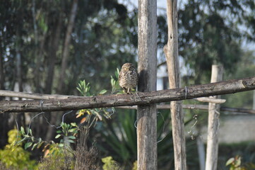 wild ground owl,