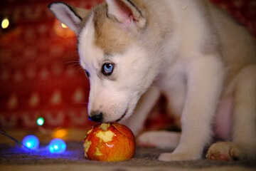 A little husky puppy is very funny eating a red apple. In the background blurred garlands are illuminated. Festive mood of a photo with a pet