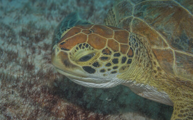 Nahaufnahme Unterwasserschildkröte