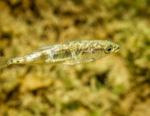 kleiner Fisch