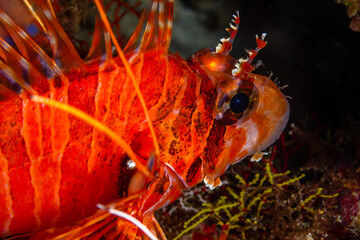 Feuerfisch Nahaufnahme