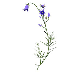 Front view of Plant ( Campanula rotundifolia harebell harebell 1) Tree png