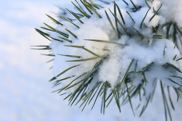 Winter background with a large snow-covered pine branch. Selective focus.