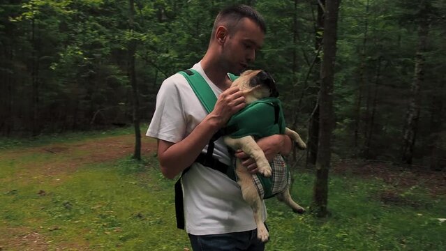 Cute dog pug sitting in the ergo device babycarrier or sling kangaroo carrier. Pet dog like a baby. Happy parenting and concept Childfree