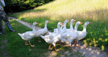 gänsehüter © lotharnahler