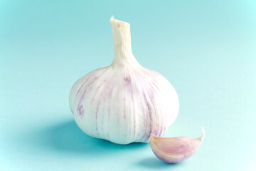 Fresh white unpeeled head bulb of garlic and garlic cloves on blue color background. Vegan, organic, vitamins. Natural antibiotic, antioxidant, Allicin. 