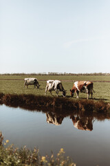 Cows in meadow, stream, blue sky