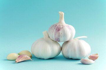 Fresh white unpeeled head bulb of garlic and garlic cloves on blue color background. Vegan, organic, vitamins. Natural antibiotic, antioxidant, Allicin. Copy space for text
