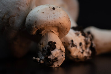 Macro view of white button mushrooms on black background