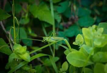 Cricket on a leaf. Grasshopper in the grass, close-up. Concept of macro shots on insects.