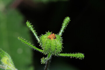 scenic Common St. Paul's Wort flower photo