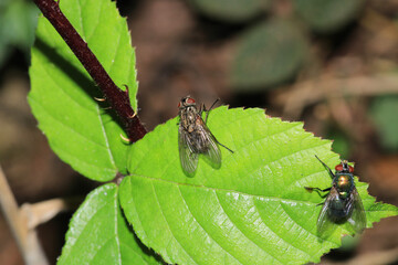 sarcophaga carnaria fly macro photo