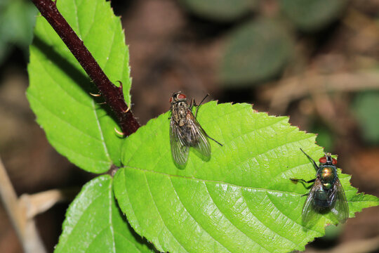 Sarcophaga Carnaria Fly Macro Photo