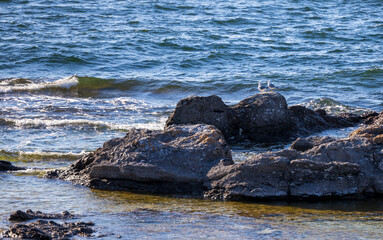 Obraz premium Two seagulls chatting