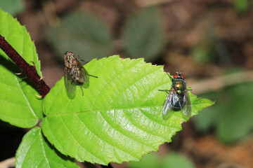 sarcophaga carnaria fly macro photo