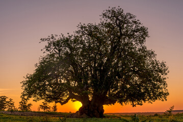 The Ombu tree planted in the field at sunset in Corrientes, Argentina.