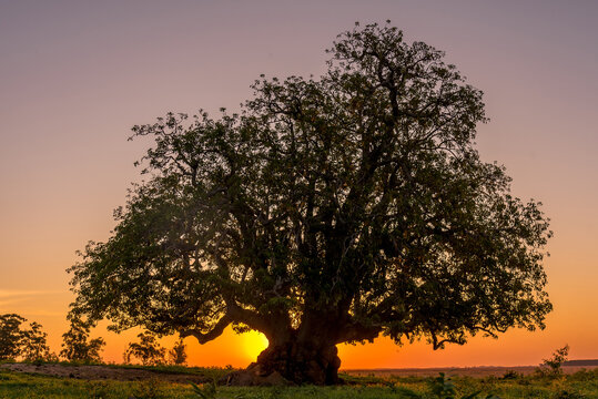 The Ombu tree planted in the field at sunset in Corrientes, Argentina.