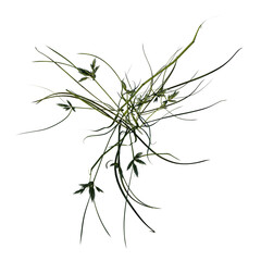 Top view of Plant (Lawn Grass Grass 3) Tree png 
