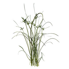 Front view of Plant (Lawn Grass Grass 3) Tree png 