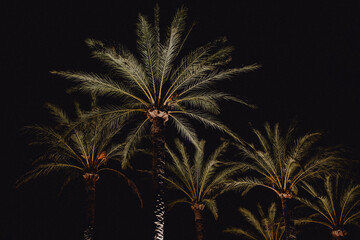 Palmiers éclairés dans la nuit noire