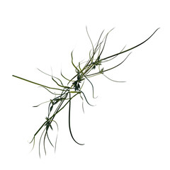 Top view of Plant (Lawn Grass Grass 2) Tree png