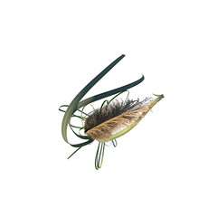 Top view of Plant (Cortaderia selloana pampas grass 1) Tree png