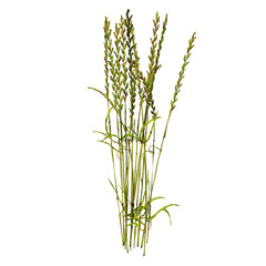 Front view of Plant (Tall Grass Herb Lawn 2) Tree png