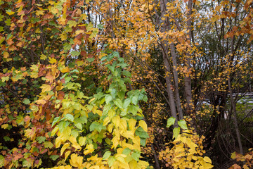 Hojas de diferentes colores de un bosque en otoño