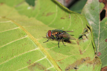 sarcophaga carnaria fly macro photo