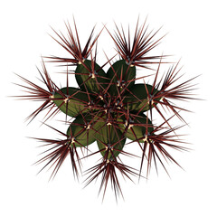 Top view of Plant ( Cactus 1) Tree png