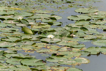 White Water Lilies Growing On Lily Pads On The Pond