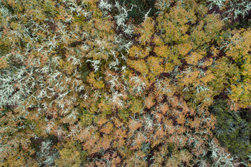 zenithal aerial drone view of an oak forest in winter