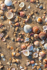 beautiful cockerel shells on the beach