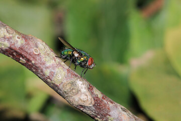 sarcophaga carnaria fly macro photo