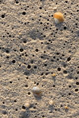 Fototapeta na wymiar beautiful cockerel shells on the beach