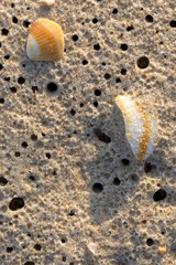 beautiful cockerel shells on the beach