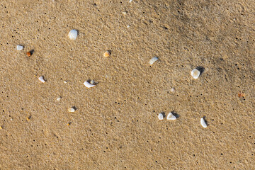 beautiful cockerel shells on the beach
