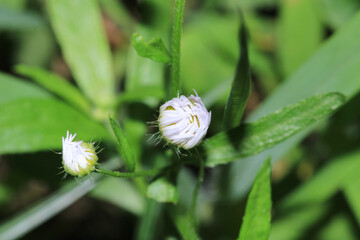 Natural Bellis Perennis Macro Photo