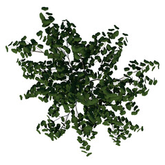 Fototapeta premium Top view of Plant ( Cercis canadensis Eastern Redbud 2) Tree png