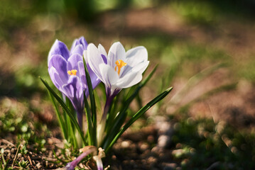 Fototapeta premium Krokusy
