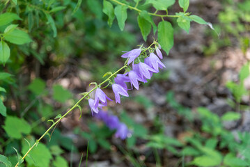 Campanula Or Purple Bellfowers Growing Wild In The Field