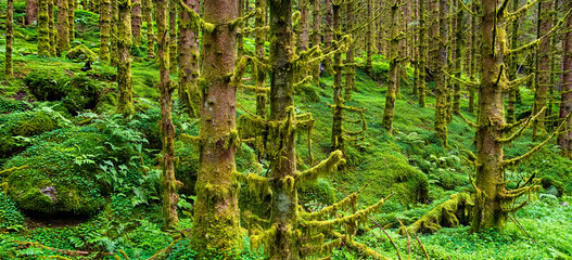 Amazing nature landscape view of north scandinavian forest. Spruce forest with moss. Location:...