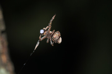 little jumping spider macro photo