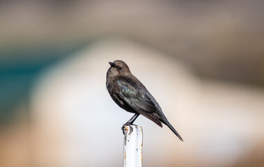 Black bird alone up close