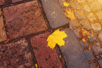 Maple leaf lying on a cobbled street.Autumn concept.