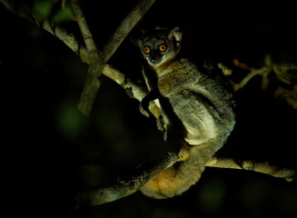 Red-tailed Sportive Lemur - Lepilemur ruficaudatus or red-tailed weasel lemur, Madagascar endemic nocturnal species feeding on leaves and fruit, mammal orange eyes on the tree in the night