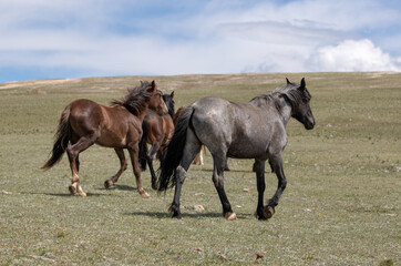 Fototapeta na wymiar Blue Roan wild horse with small herd on mountain ridge in the western United States