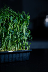 growing sprouts of microgreens in a pot close-up on a black background